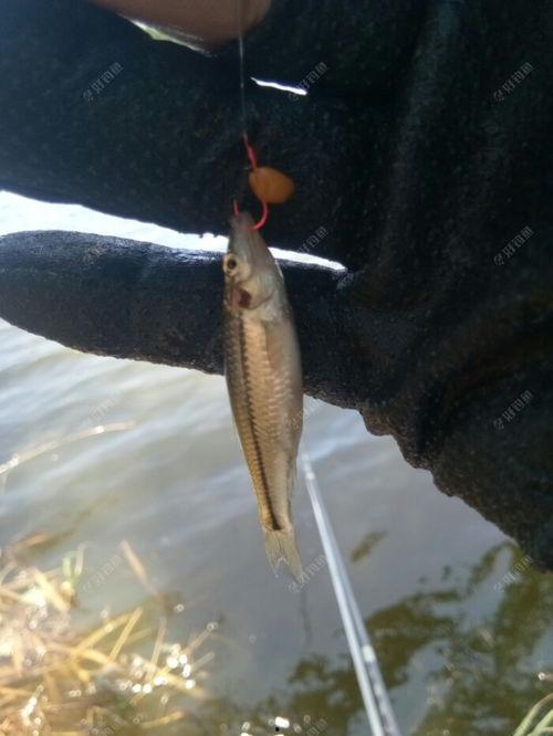 拉饵怎么挂钩视频,轻松掌握钓鱼新技能