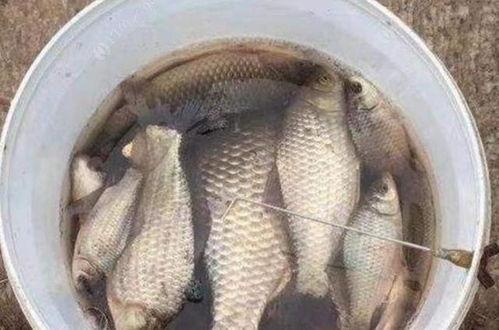 拉饵怎么挂钩视频,轻松掌握钓鱼新技能