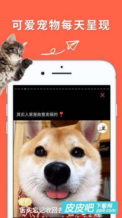 宠物视频软件,捕捉萌宠瞬间,共享欢乐时光