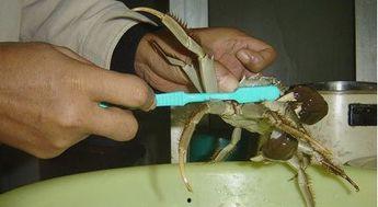 怎么清洗螃蟹视频,轻松掌握清洁技巧