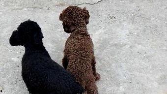 狗配种视频高清的,自然繁衍的珍贵瞬间