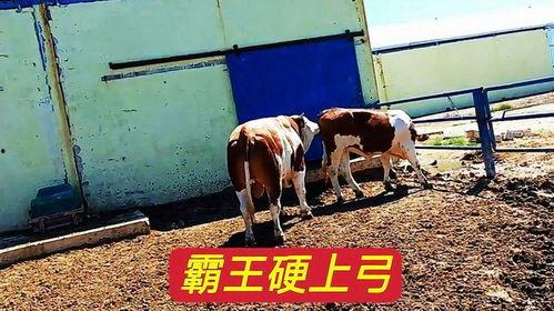 公牛交配母牛视频,科学视角下的繁殖奥秘