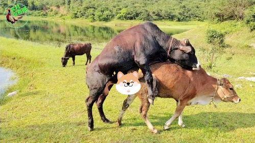 公牛交配母牛视频,科学视角下的繁殖奥秘