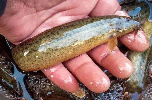 泥鳅钓翘嘴视频,实战技巧与视频解析