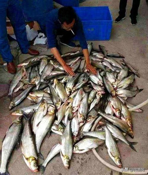 泥鳅钓翘嘴视频,实战技巧与视频解析