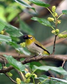 灰腹绣眼鸟叫声视频,灰腹绣眼鸟独特叫声揭秘