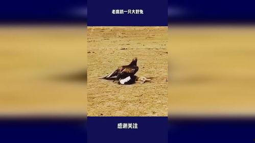 老鹰抓野兔视频,老鹰捕猎野兔惊心动魄一幕