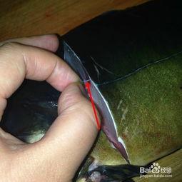 鲤鱼抽筋怎么抽视频