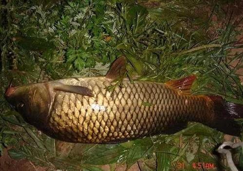 夜钓鲤鱼技巧视频,视频详解助你一网打尽