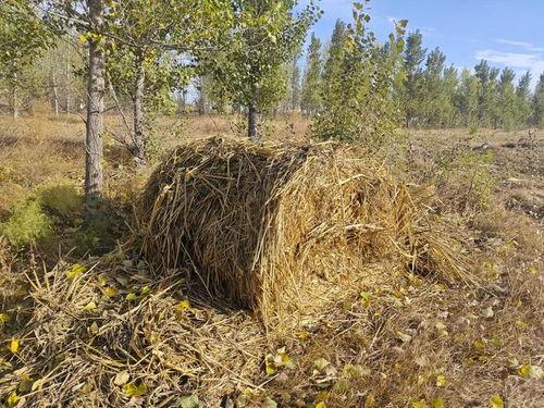 种谷子视频,从播种到收获的视觉之旅